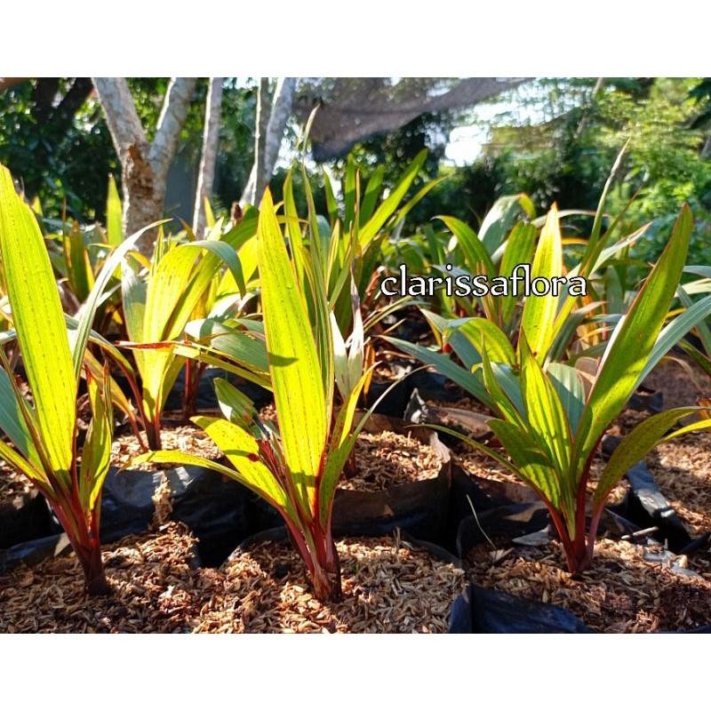 Tanaman Palem Botol - Pohon Palem Botol - Tanaman Hias