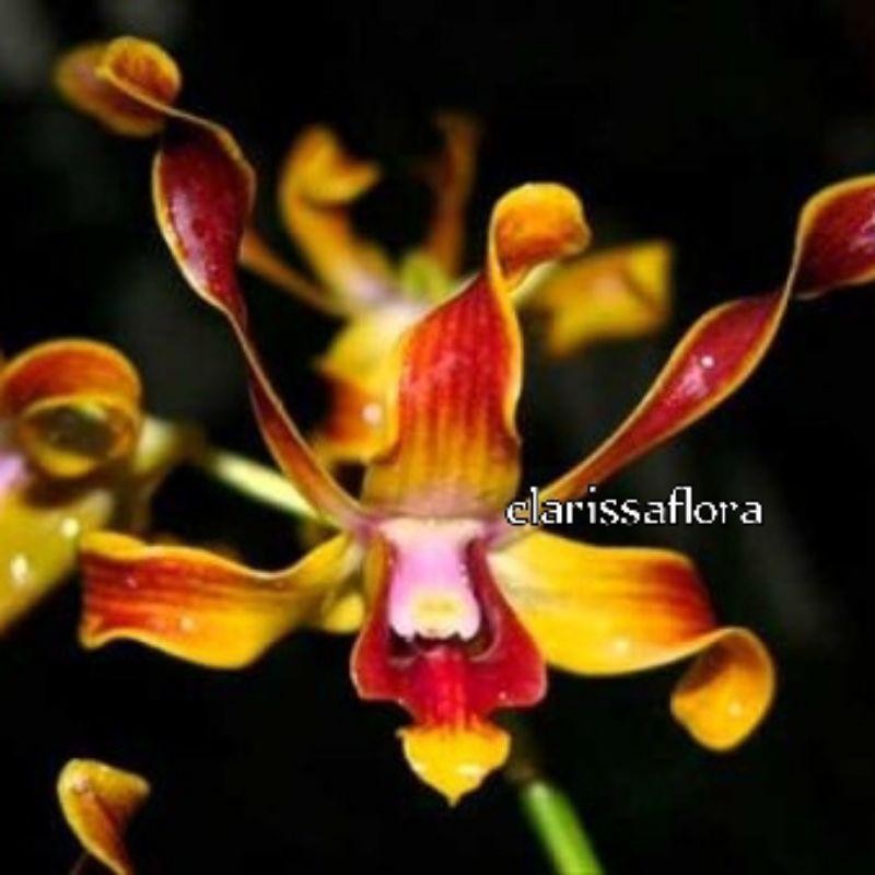 Seedling Anggrek Dendrobium Besi