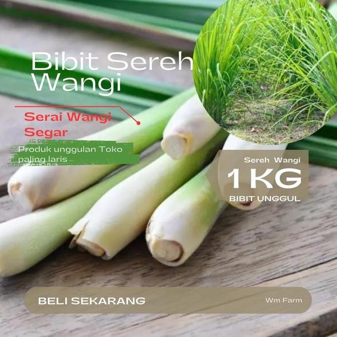 

Terlaris Bibit Tanaman Sereh Wangi Segar - Serai Berkualitas