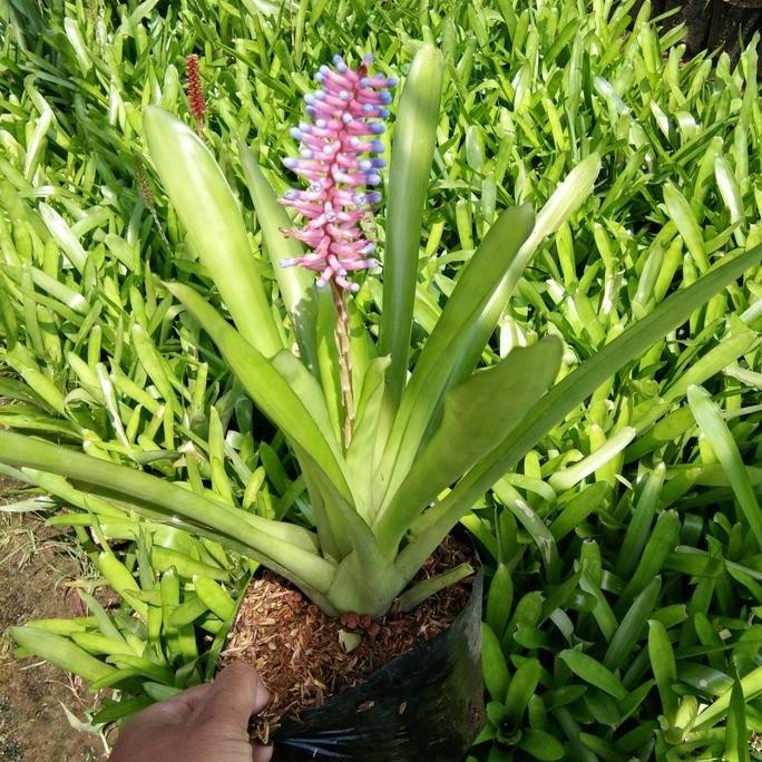 

Terlaris Aechmea Gamosepala Bromelia Jagung Hijau Polos