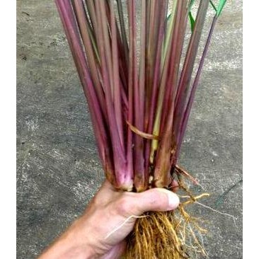 

Terlaris Sereh Merah Sereh Wangi Serai Wulung Jamu Lanang Bisa Buat Bibit