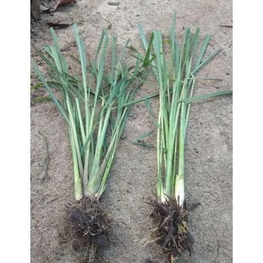 

Terlaris Bibit Sereh Wangi 4 Batang Organik