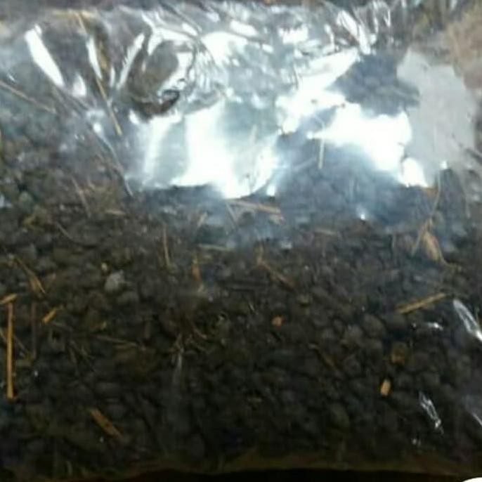 

Terlaris Pupuk Kandang