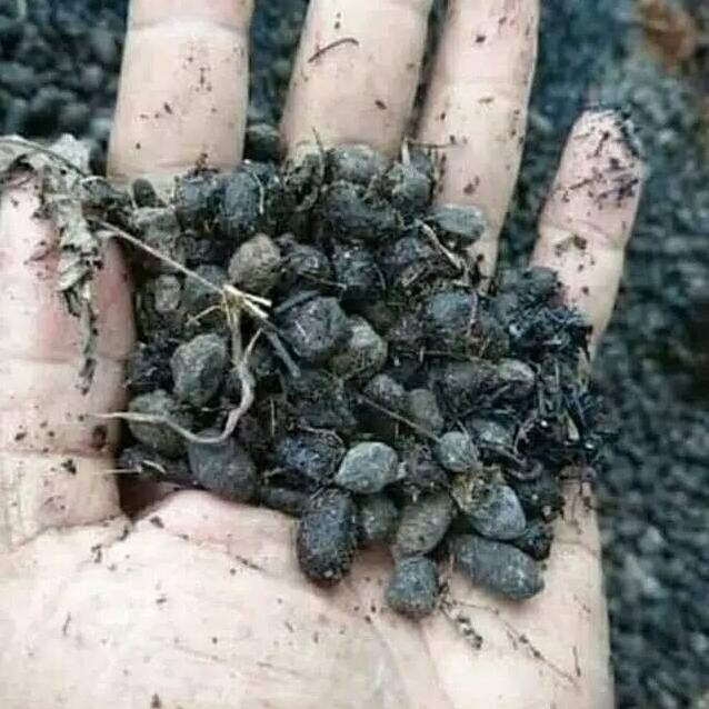 

Terlaris Pupuk Kandang Kambing 1Kg