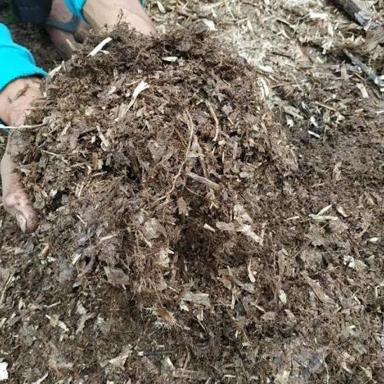 

Terlaris Humus Bambu Hutan | Pupuk Kandang Dari Daun Bambu