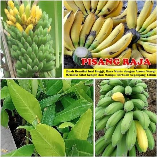 

Terlaris Promo!! Bibit Pisang Raja Sereh(Beli 3 Gratis 1)