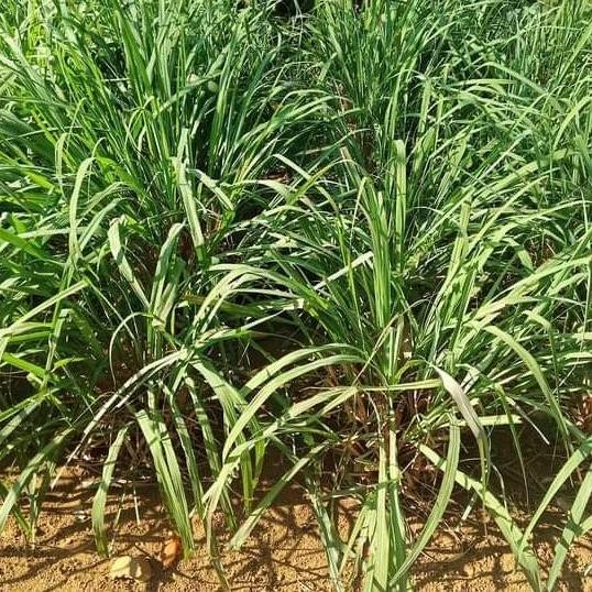 

Terlaris Bibit Sereh Merah Asli Bahan Minyak Herbal/1 Btg