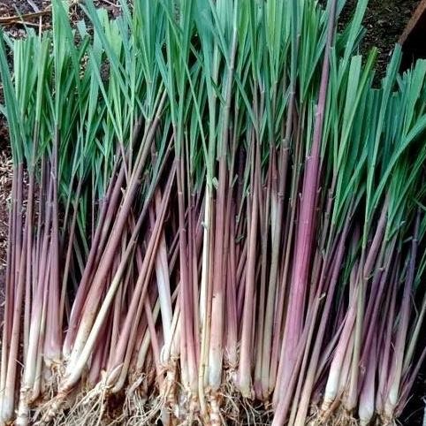 

Terlaris Bahan Bibit Serai/Sereh Wulung Merah Herbal Untuk Jamu