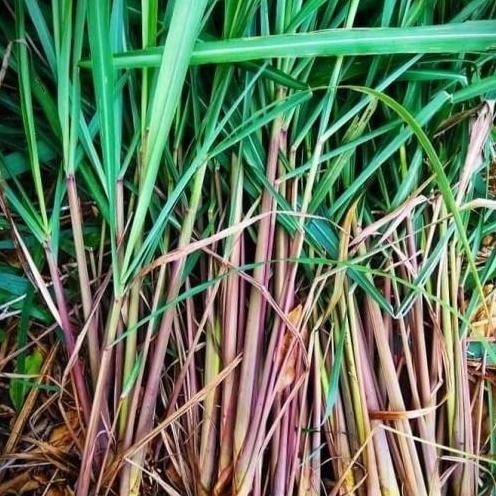 

Terlaris Bibit Serai Sereh Merah Siap Tanam 1 Kg