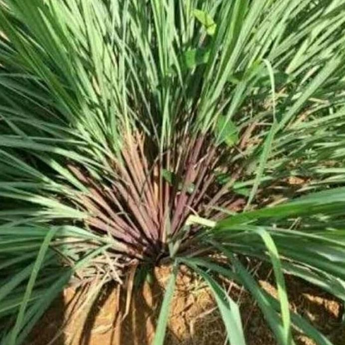 

Terlaris Bibit Sereh Merah Sereh Wangi