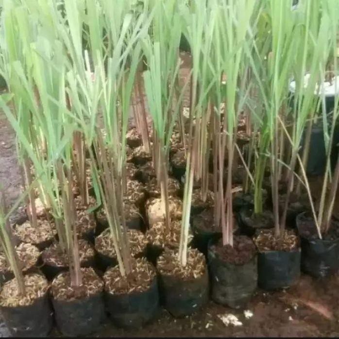 

Terlaris Bibit Tanaman Sereh Wangi Bibit Sereh Bumbu Masak Pohon Sereh