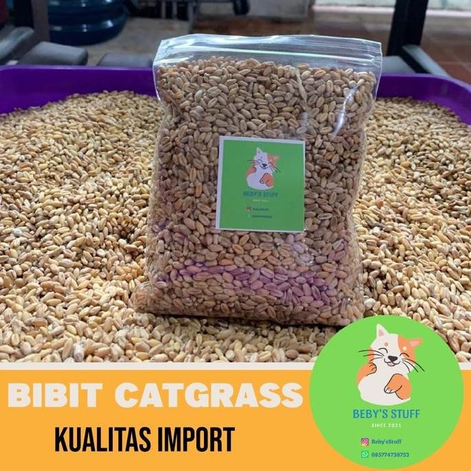 

Terlaris Bibit Benih Rumput Kucing Wheatgrass Gandum