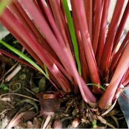 

Terlaris Bibit Tanaman Sereh Merah Sereh Wangi Artificial