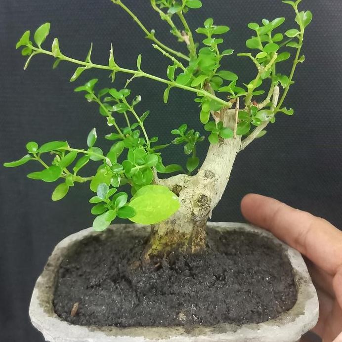 

Terlaris Pupuk Kandang Halus Tidak Berbau