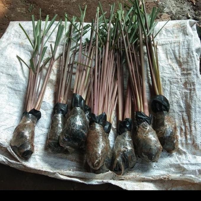 

Terlaris Bibit Sereh Wangi