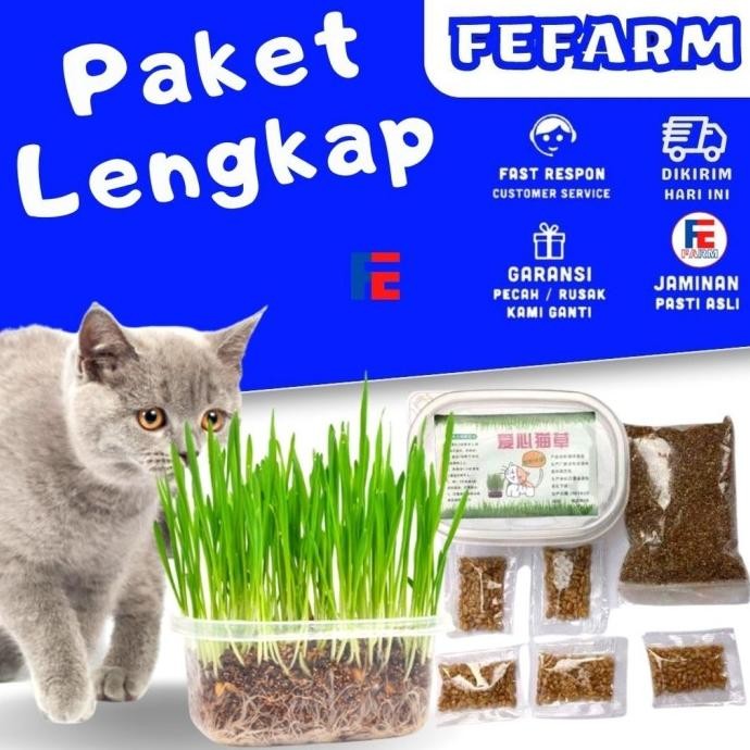 

Terlaris Paket Rumput Kucing Cat Grass Wheatgrass Rumput Benih Gandum