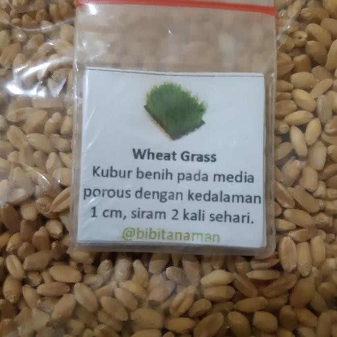 

Terlaris Jual Benih Tanaman Rumput Gandum (Wheat Grass Seeds)