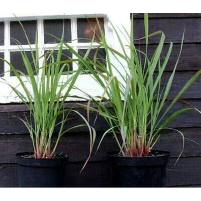 

Terlaris Tanaman Sereh Wangi / Bibit Pohon Sereh Wangi Per 3 Batang