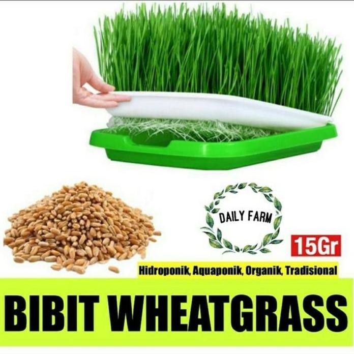 

Terlaris Benih Wheat Grass 15 Gram - Bibit Rumput Gandum - Daily Farm