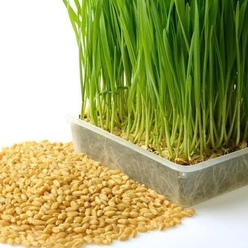 

Terlaris Ready Benih Wheat Grass / Wheatgrass Seed / Biji Rumput Gandum - 500 Gram