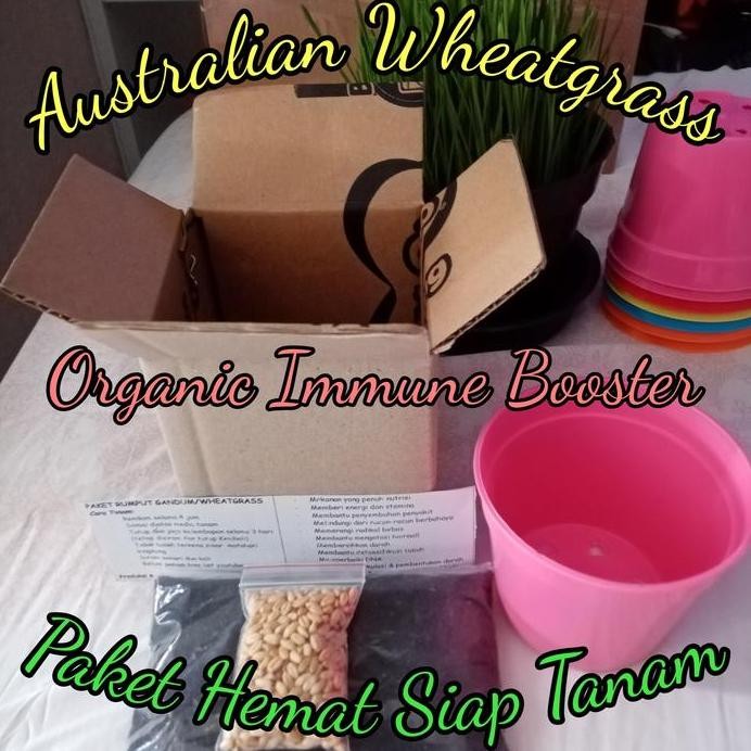 

Terlaris Paket Murah Benih Gandum Wheatgrass 25 Gram