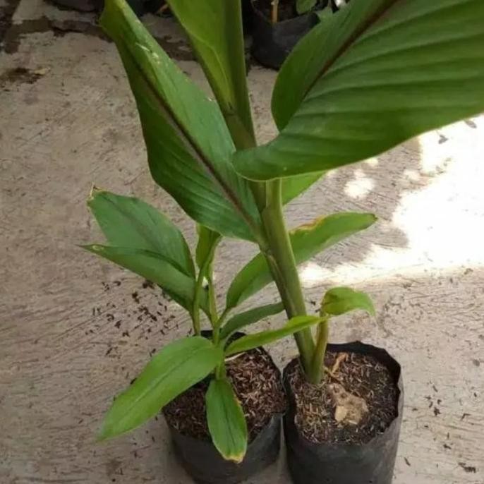 

Terlaris Bibit Tanaman Temulawak / Herbal Temulawak