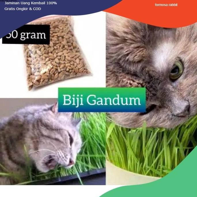 

Terlaris 50G Benih Biji Rumput Kucing Wheat Grass Gandum Makanan Kucing 50 Gram Rumput Gandum Kucing Rumput Kucing