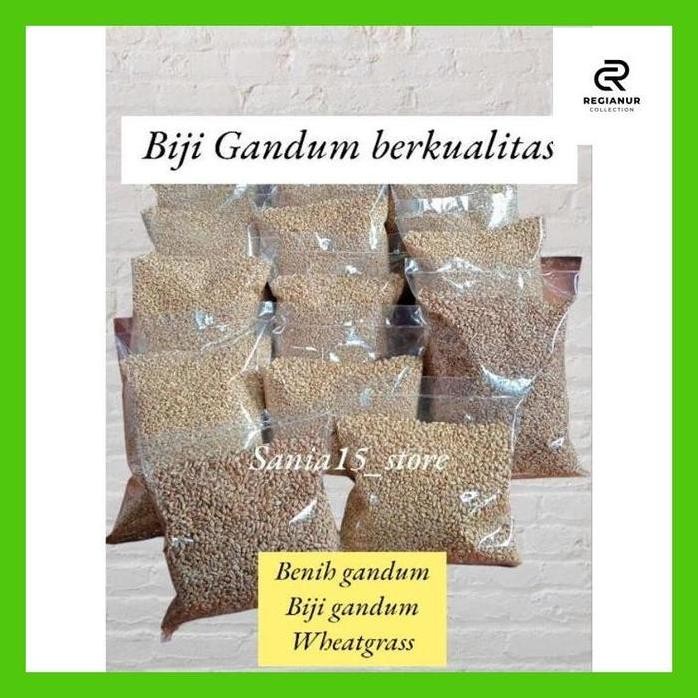 

Terlaris Reg_ 1 Kilogram Biji Gandum-Benih Gandum-Wheat Grass
