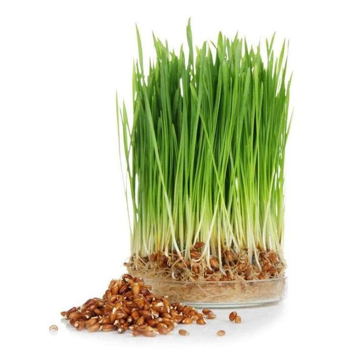 

Terlaris Bibit Benih Rumput Gandum Wheatgrass (200 Butir)