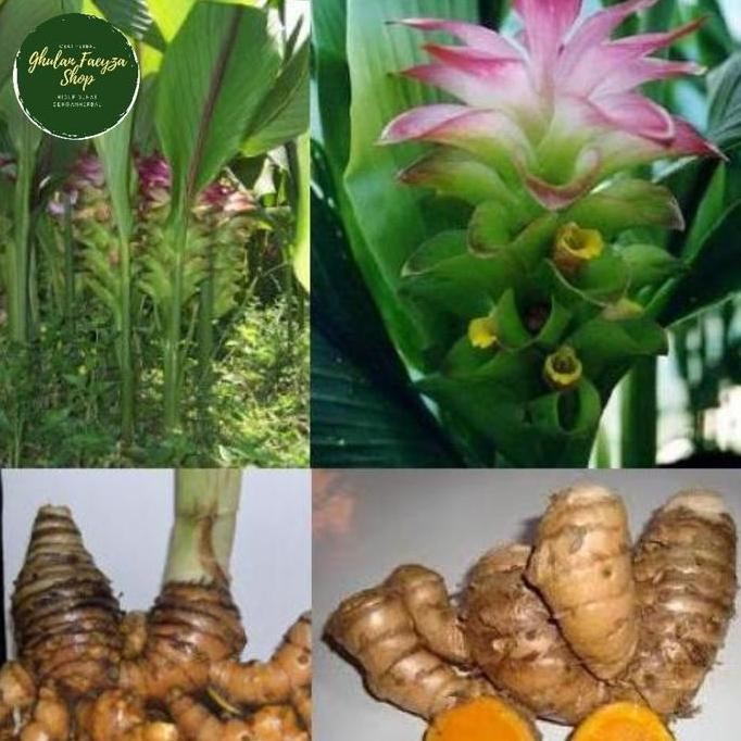 

Terlaris Bibit Temulawak Kuning Organik Isi 10 Pcs Tinggi 30-40 Cm