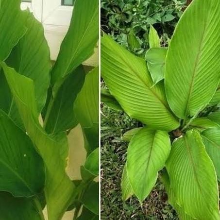 

Terlaris Bibit Temulawak Herbal / Tinggi 30Cm