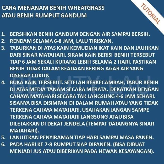 

Terlaris Termurah Benih Rumput Gandum Untuk Kucing 100Gr Bibit Cat Grass Microgreen Seed