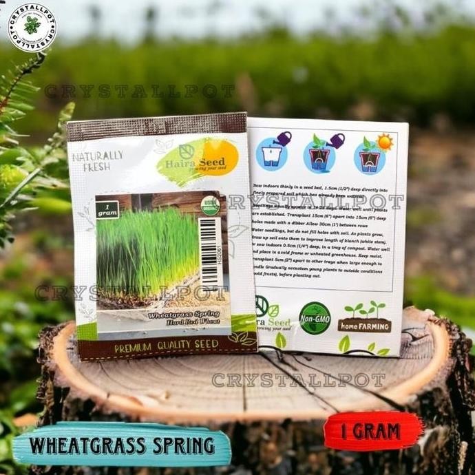 

Terlaris Benih Bibit Rumput Gandum Wheatgrass Spring Merah Organik Haira Seed - Wheatgrass Spring