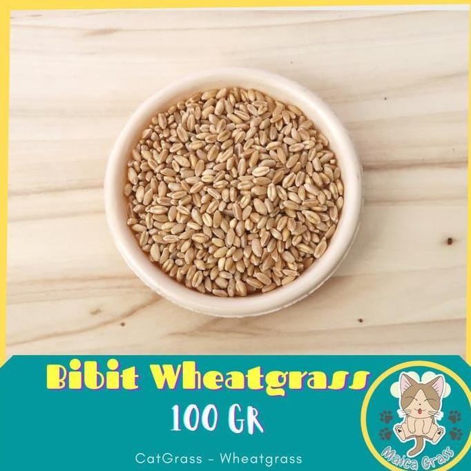 

Terlaris Bibit Wheatgrass - Benih Rumput Gandum Kucing - 100Gr - Import