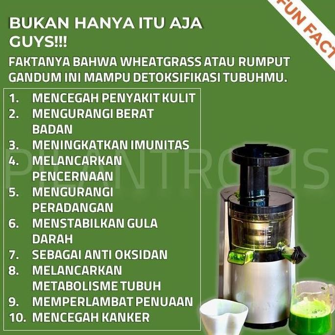 

Terlaris Benih Wheatgrass 1Kg Bibit Rumput Gandum Biji Wheat Grass Microgreen