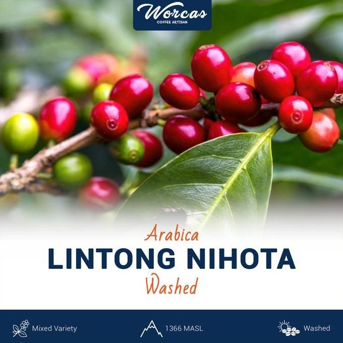 

LINTONG ARABICA GREEN BEAN 1KG (BIJI KOPI MENTAH) TERMURAH