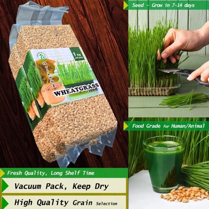

Terlaris Yready Benih Wheatgrass 1 Kg Biji Rumput Gandum Kemasan Vakum