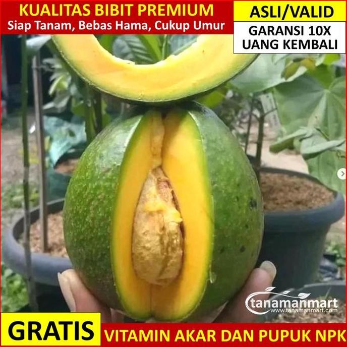 

Bibit Alpukat Miki Asli Bergaransi, Pohon Alpokat Okulasi Super Valid