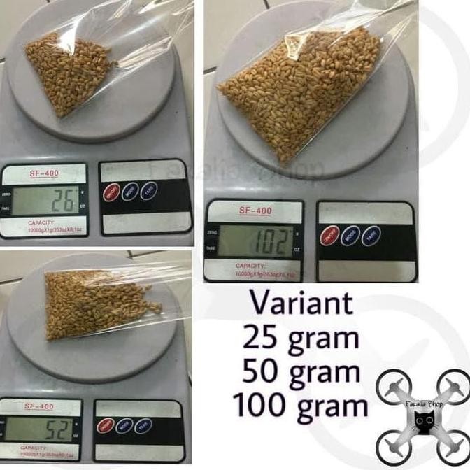

Terlaris Bibit Benih Wheat Grass Rumput Biji Gandum Catgrass Cat 25G 50G 100G