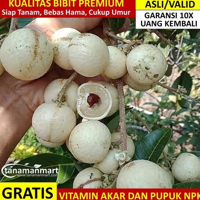 

Bibit Kelengkeng Matalada Asli Bergaransi, Pohon lengkeng okulasi