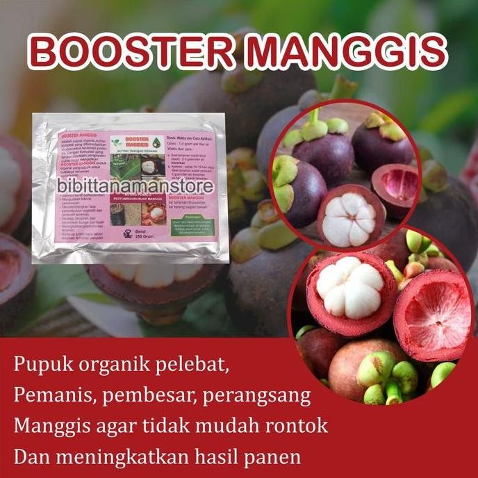 

Pupuk Organik Pelebat Buah dan Booster Manggis Cepat Berbuah Lebat