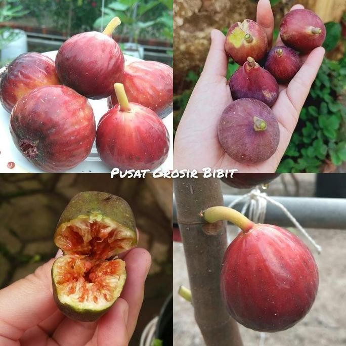 

Bibit Buah Tin Red Palestine