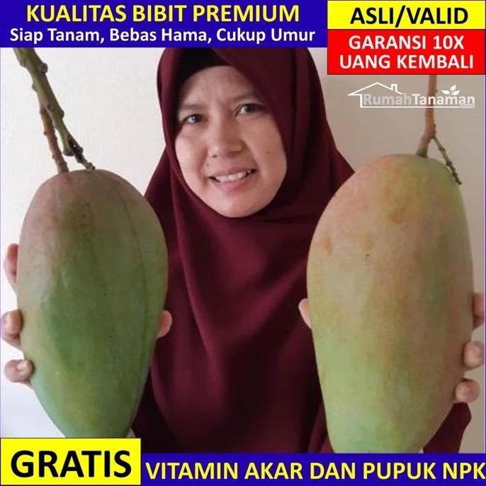 

Bibit Mangga Kiojay Jumbo Asli Bergaransi, Pohon Mangga Kiojai Valid