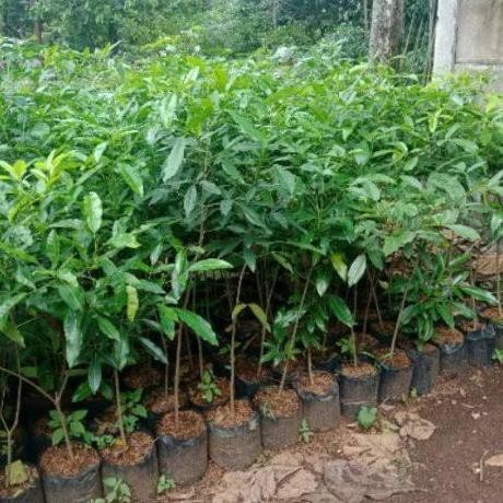 

Bibit Pohon Tabebuya - Tanaman Tabebuya - Bunga Tabebuya