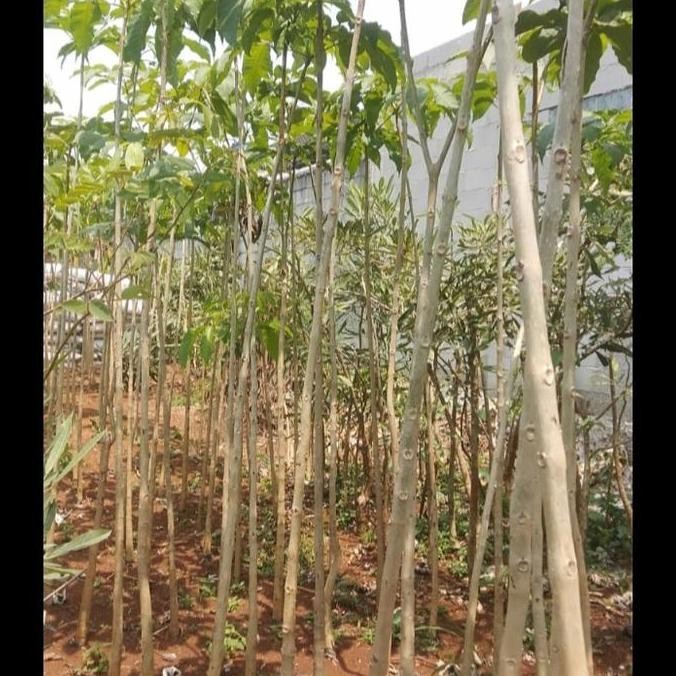 

Bibit pohon tebebuya rosea pink