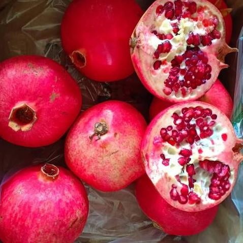 

Bibit delima merah jumbo hasil cangkok