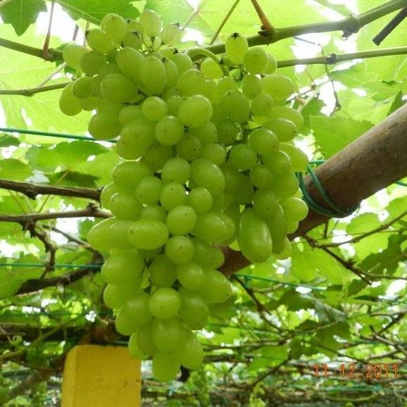 

Bibit anggur import autumn king seedless