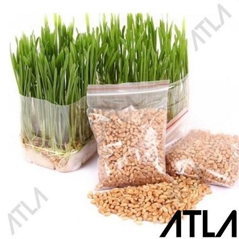 

Terlaris Benih Cat Wheat Grass 10 Gram Biji Gandum Rumput Makan Kucing Refill