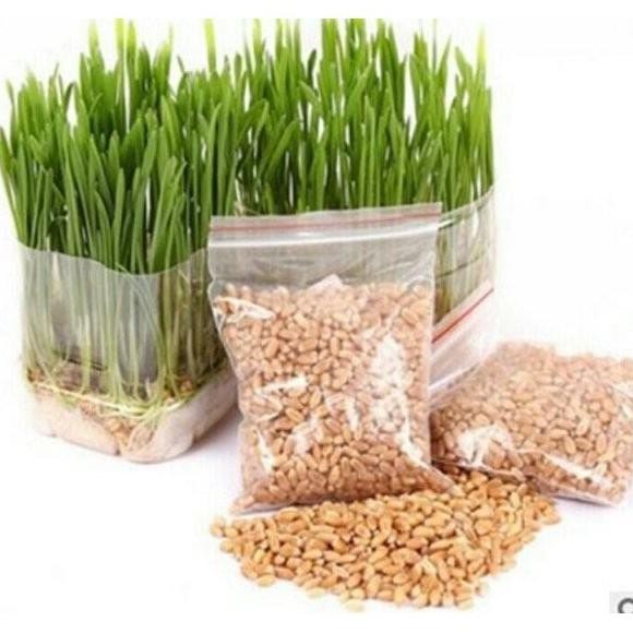 

Terlaris Benih Microgreen Microgreens - Wheatgrass Rumput Gandum Rumput Kucing