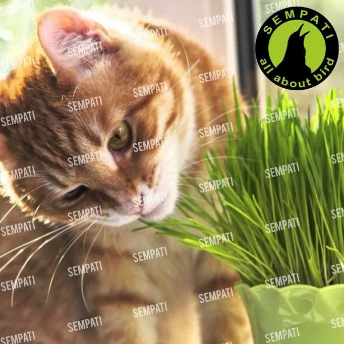 

Terlaris Biji Gandum Rumput Kucing 50Gr Benih Biji Rumput Gandum Makanan Kucing Kitten Cat Grass Wheat Grass Bibit Rumput Kucing Microgreen Seed